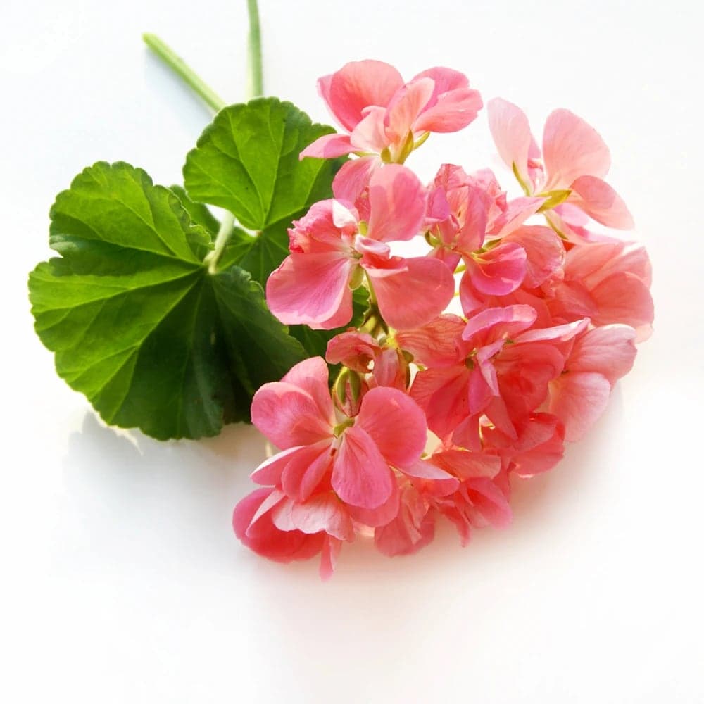 Geranium — The composition