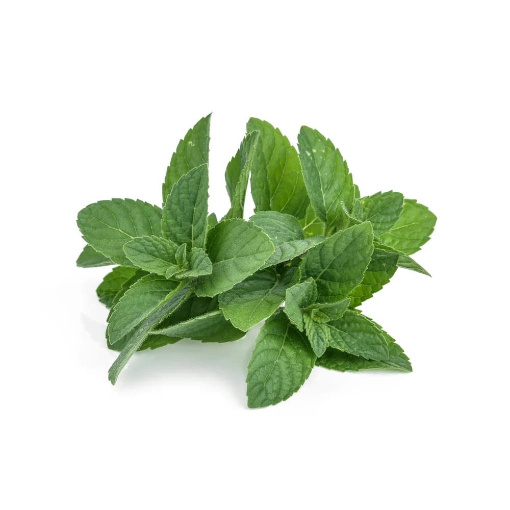 Peppermint — The composition