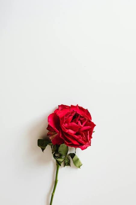 Rose — The composition