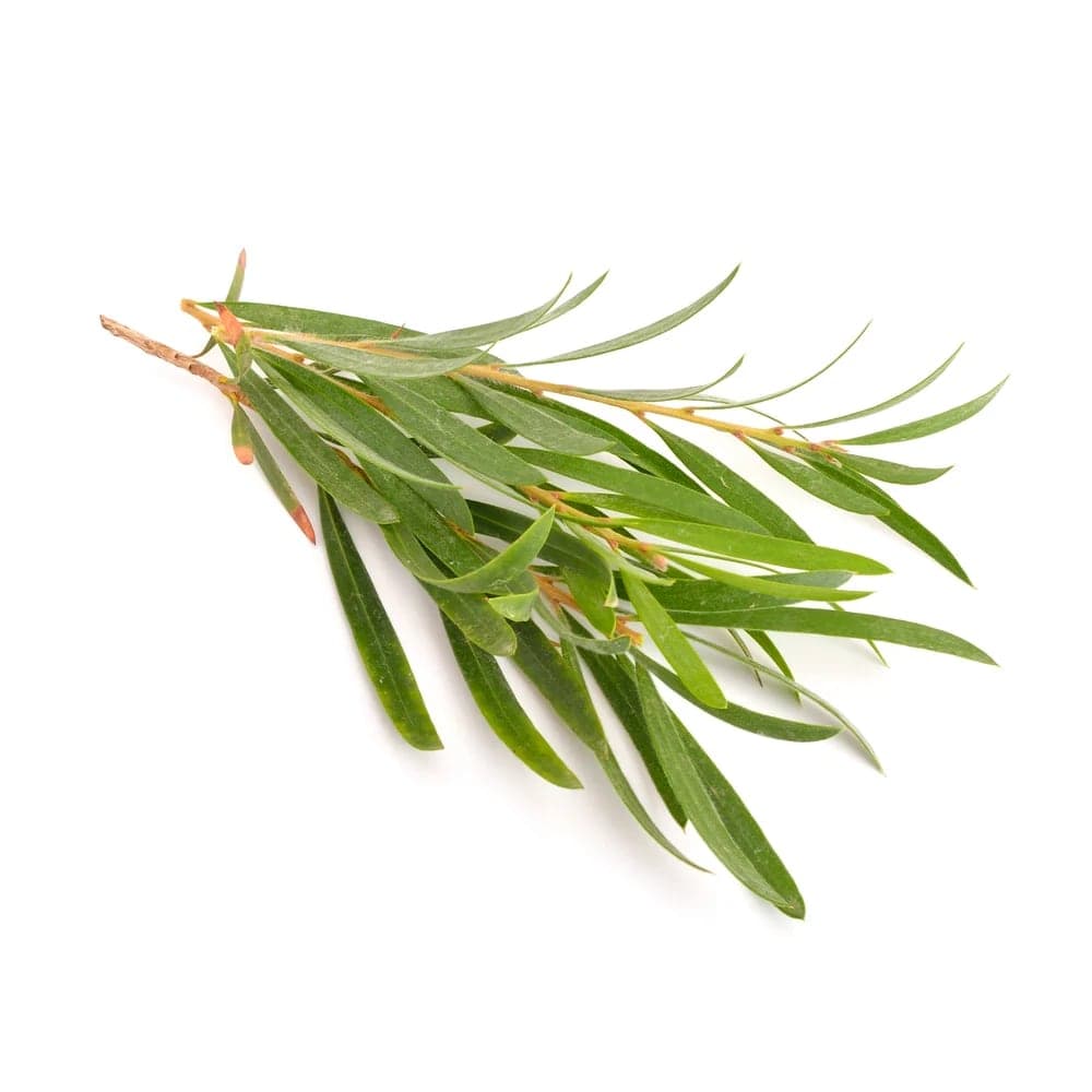 Tea Tree — The composition